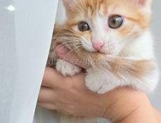 Золотой талисман вашего дома: Рыжее солнце в самом сердце Сухума!