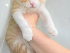 Золотой талисман вашего дома: Рыжее солнце в самом сердце Сухума!