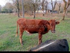 Продаётся телка 85 кг