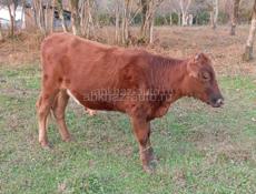 Продаётся телка 85 кг