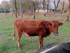 Продаётся телка 85 кг