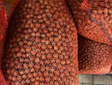 Орех фундук 