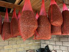 Орех фундук 