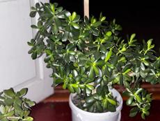 Продаю денежные деревья Толстянка