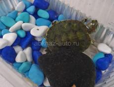 Красноухая черепаха