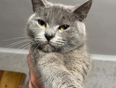 В добрые руки