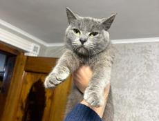 В добрые руки