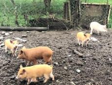 Порасята (Дранда) 