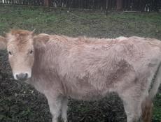 Продам телочку