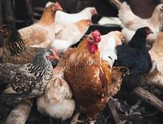 Продажа домашних кур