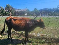 Продаётся тёлка 