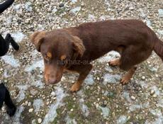 В таком холоде такие собачки !!!