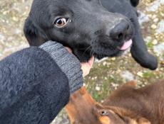 В таком холоде такие собачки !!!