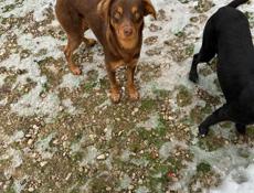 В таком холоде такие собачки !!!