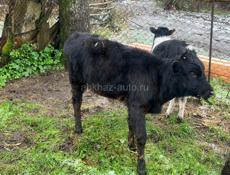 Продам теленка телочку 5 месяцев