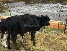 Продам теленка телочку 5 месяцев