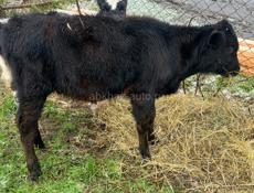 Продам  теленка телочку 5 месяцев 