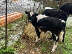 Продам телочку 4месЦа 