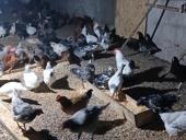 Куры домашние 