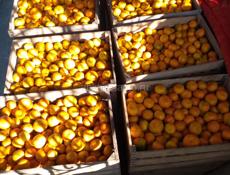 КИВИ МАНДАРИНЫ