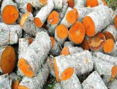 Дрова Альха 