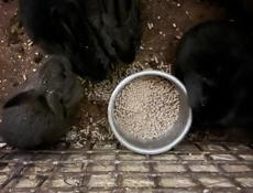 Продаю кроликов