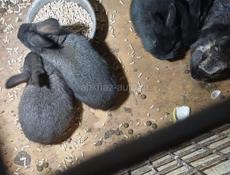 Продаю кроликов 