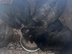 Продаю кроликов