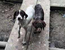 продаю щенков куцхар и Бретон 4 месяца и 3 все прививки сделаны  подробно на вотцап +79407100402