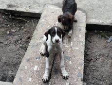 продаю щенков куцхар и Бретон 4 месяца и 3 все прививки сделаны подробно на вотцап +79407100402