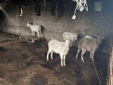 Продаю козы 