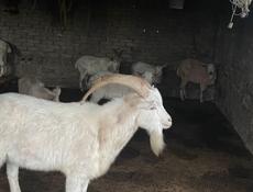 Продаю козы