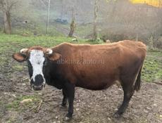 Срочно продается коровый за 320