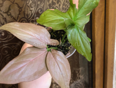 комнатные растения