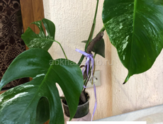 комнатные растения