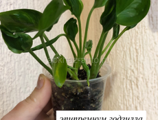 комнатные растения