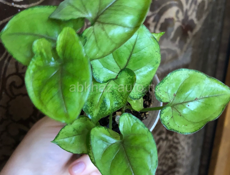 комнатные растения