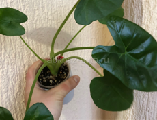 комнатные растения