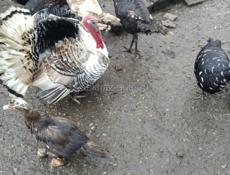 Продаются индюки