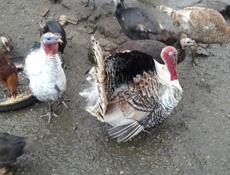 Продаются индюки