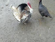 Продаются индюки