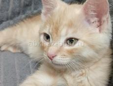 Нужен друг?