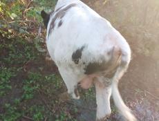 Продаётся бык 130 140к