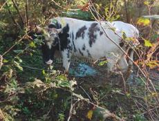 Продаётся бык 130 140к