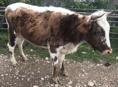 Молодняк корова 