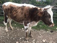 Молодняк корова 