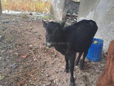 Продам телочку