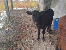 Продам телочку