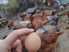 Инкубационные яйца 