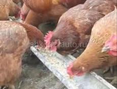 Инкубационное яйцо 